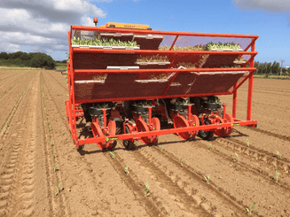 Semis - Planteuses - Planteuse repiqueuse