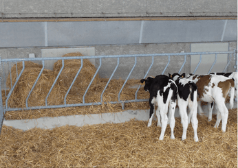 Matériel d'élevage - Cornadis - Cornadis LS oblique