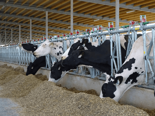 Matériel d'élevage - Cornadis - Cornadis SAFETY IV