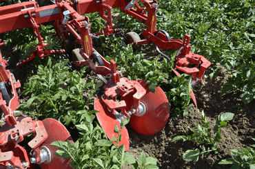 Entretien - Bineuses - Bineuse butteuse HILLSTAR