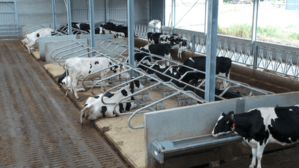 Matériel d'élevage - Logette et libre service - Logettes à veaux JOURDAIN