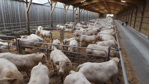 Matériel d'élevage - Barrière herbage - Barrière 5 lisses