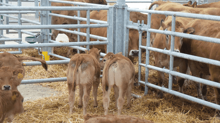 Matériel d'élevage - Barrière herbage - Barrière 5 lisses