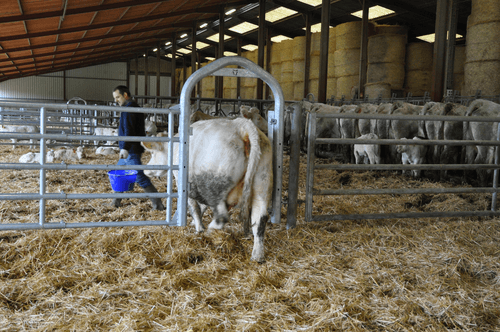 Matériel d'élevage - Barrière herbage - Barrière 5 lisses