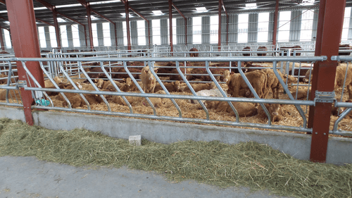 Matériel d'élevage - Cornadis - Cornadis LS oblique