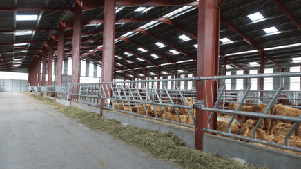 Matériel d'élevage - Cornadis - Cornadis LS oblique