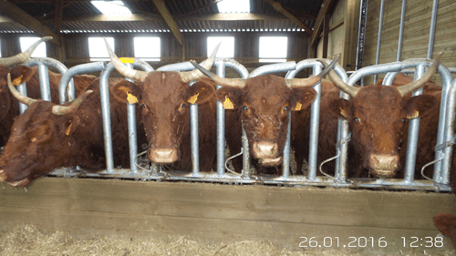 Matériel d'élevage - Cornadis - Cornadis Suédois monotube