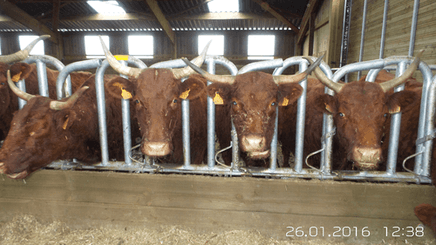 Matériel d'élevage - Cornadis - Cornadis Suédois monotube