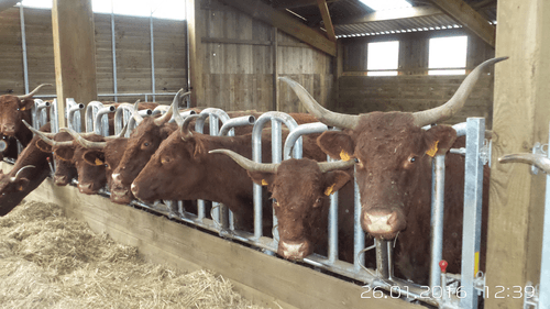 Matériel d'élevage - Cornadis - Cornadis Suédois monotube