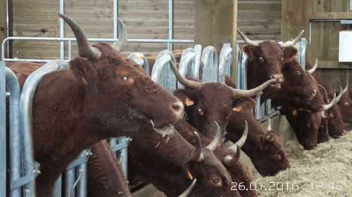 Matériel d'élevage - Cornadis - Cornadis Suédois monotube