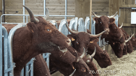 Matériel d'élevage - Cornadis - Cornadis Suédois monotube