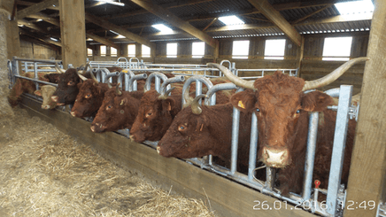 Matériel d'élevage - Cornadis - Cornadis Suédois monotube