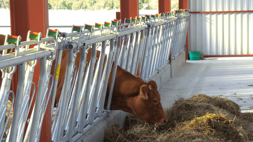 Matériel d'élevage - Cornadis - Cornadis réglage collectif