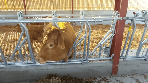 Matériel d'élevage - Cornadis - Cornadis réglage collectif