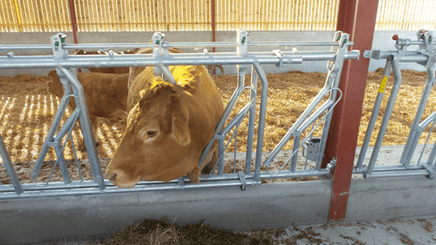 Matériel d'élevage - Cornadis - Cornadis réglage collectif