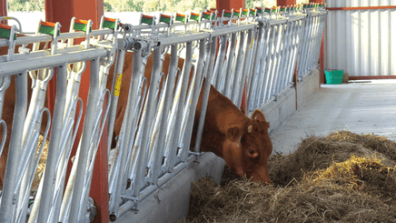 Matériel d'élevage - Cornadis - Cornadis réglage collectif