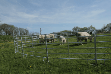 Matériel d'élevage - Cage, parc et couloir de contention - Panel de contention JOURDAIN