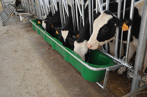 Matériel d'élevage - Cornadis - Cornadis SAFETY veau