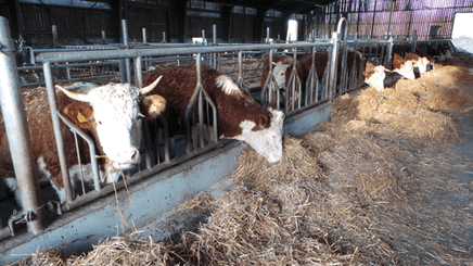 Matériel d'élevage - Logette et libre service - Panneaux libre service JOURDAIN