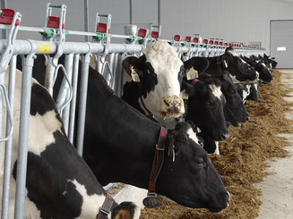 Matériel d'élevage - Cornadis - Cornadis SAFETY IV