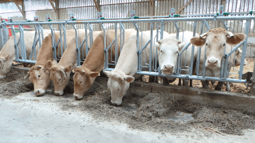 Matériel d'élevage - Cornadis - Cornadis SAFETY IV