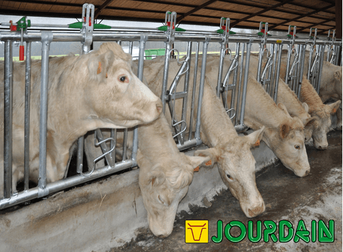 Matériel d'élevage - Cornadis - Cornadis SAFETY IV