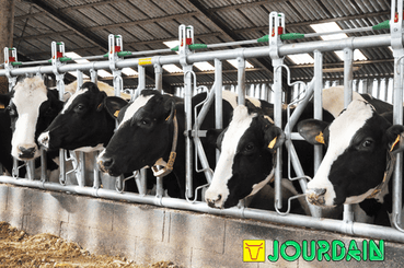 Matériel d'élevage - Cornadis - Cornadis SAFETY IV