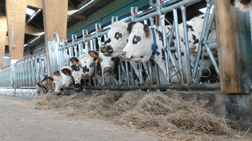 Matériel d'élevage - Cornadis - Cornadis SAFETY IV