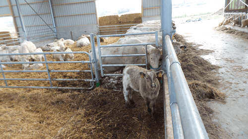 Matériel d'élevage - Barrière herbage - Barrière 5 lisses