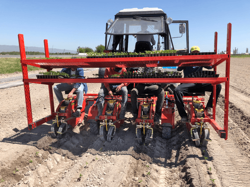 Semis - Planteuses - Planteuse repiqueuse