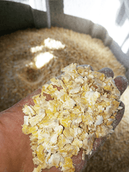 Alimentation - Aplatisseur à grains - Aplatisseur floconneur AP85