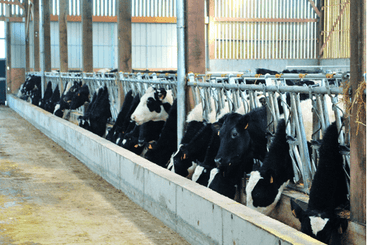 Matériel d'élevage - Cornadis - Cornadis Confort