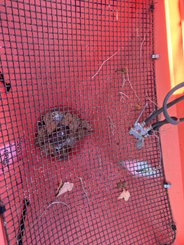 Distributeur d'engrais Kuhn MDS932 - 3