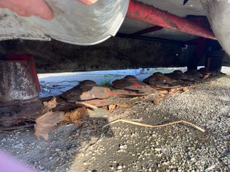 Faucheuse Lely 320M - 6